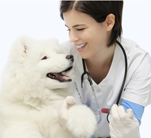 speech recognition for veterinary clinic
